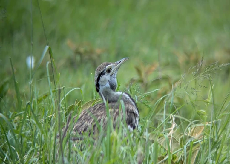 3 days joining safari (lake manyara & Tarangire national park)