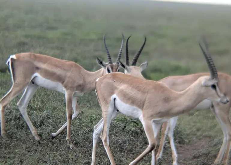 4-Day Small Group Joining Safari - Lake Manyara National Park and Ngorongoro Crater