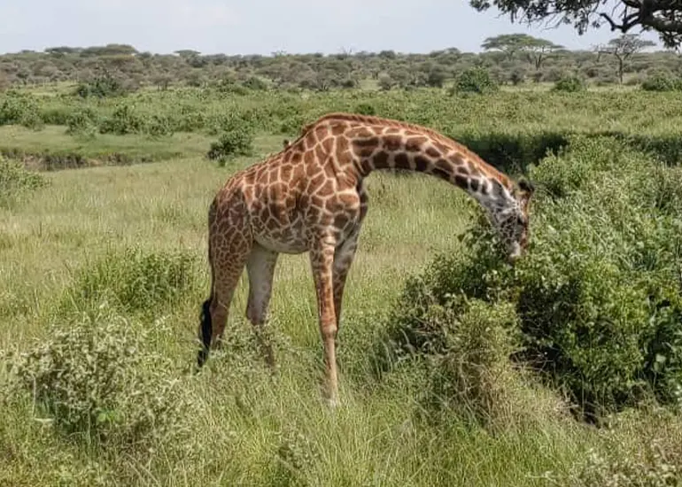 4-Day Small Group Joining Safari -  Ngorongoro Crater and Tarangire