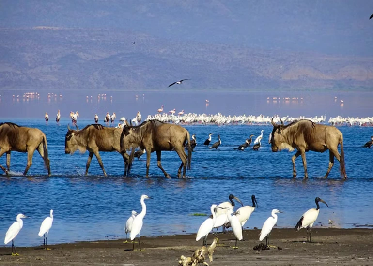 5 days joining safari (lake natron, lake manyara & ngorongoro)