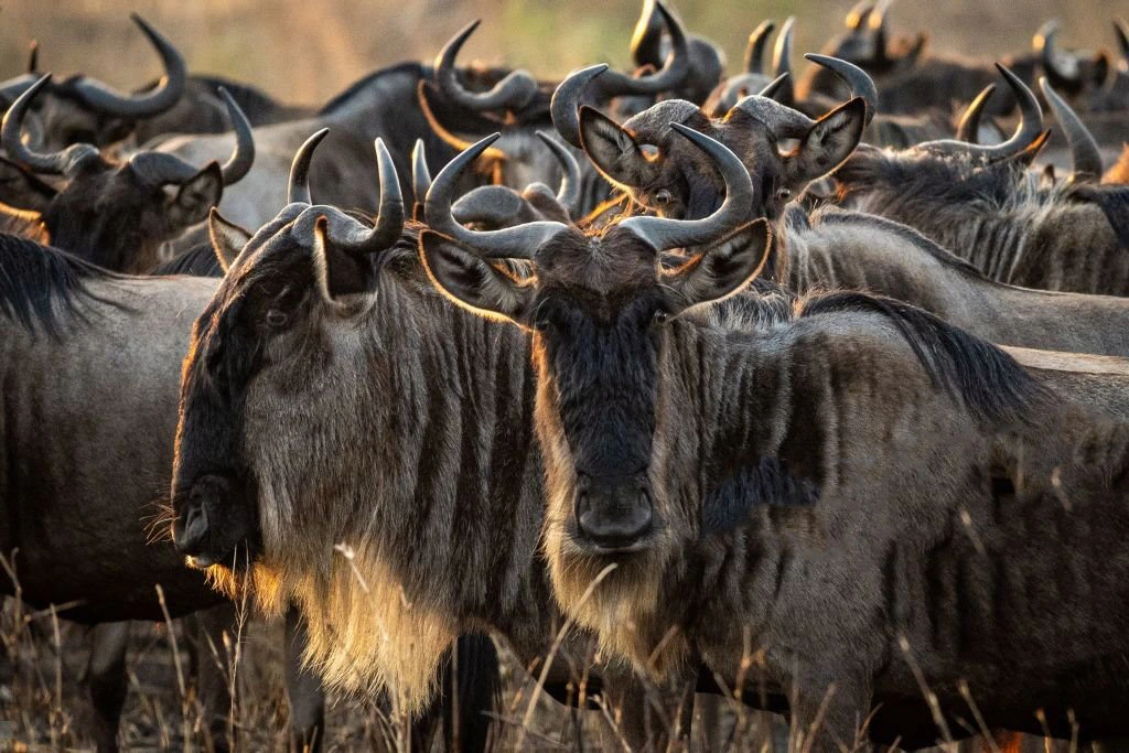 6 days joining safari wildebeest serengeti (ngorongoro crater & tarangire)