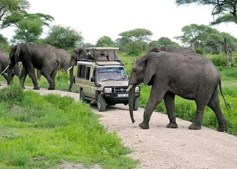 3-Day joining group - Tarangire & Lake Manyara National Parks