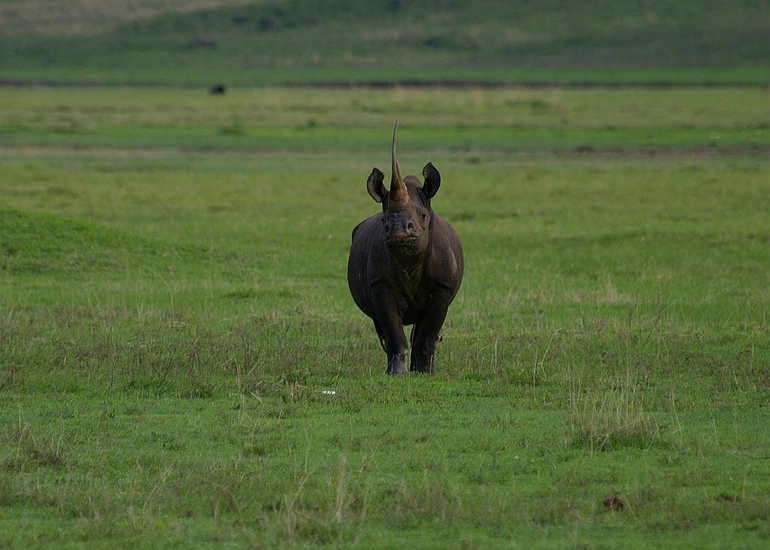 3-Day Joining Group Safari to Ngorongoro Crater and Lake Manyara National Park