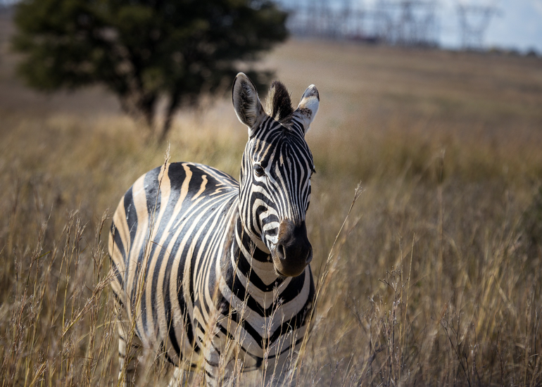 3-Day Small Joining Group Safari to Arusha and Tarangire National Park